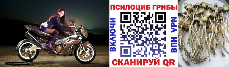 Купить закладки  Воркута  Галлюциногенные грибы GOLDEN TEACHER 